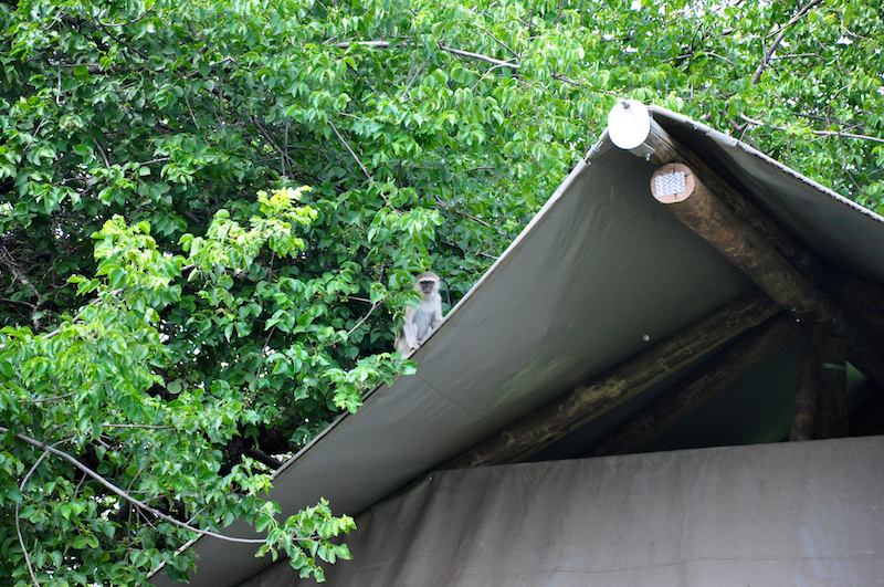 Melanie Heinrich Travel Images - Nelspruit-Lion Sands Private Game Reserve